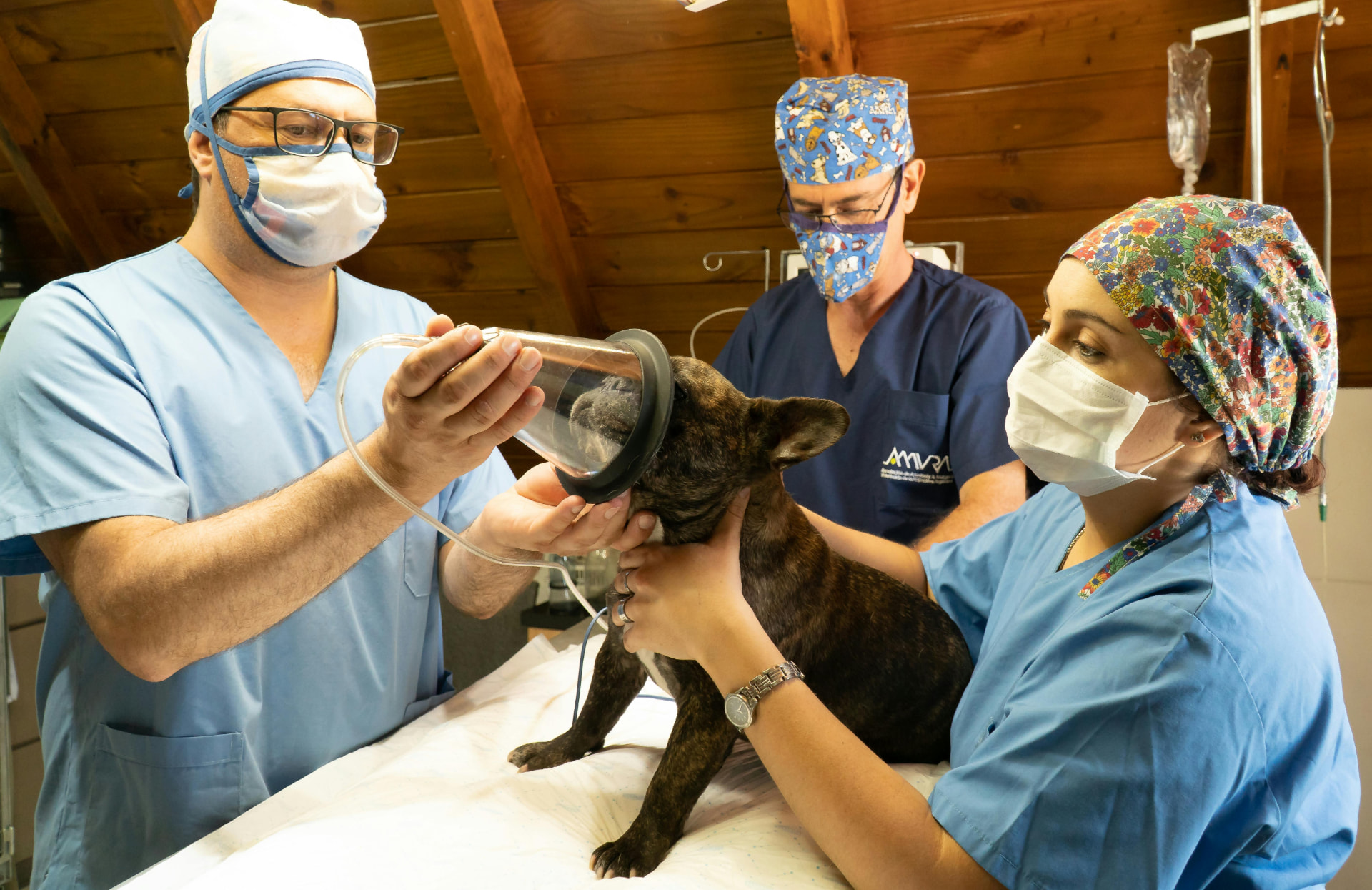 Veterinarians administering oxygen to a young dog