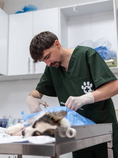 A veterinarian examining a small animal