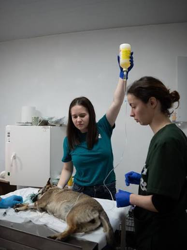 Veterinarians caring for a dog after a procedure