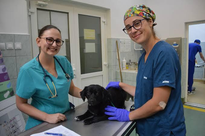Two veterinarians smiling beside a black puppy