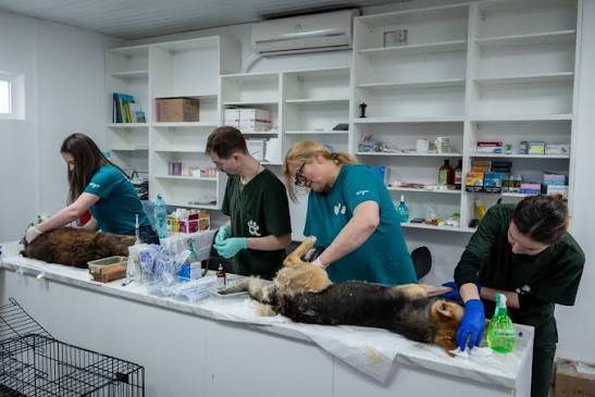 A veterinary team treating dogs on an examination table